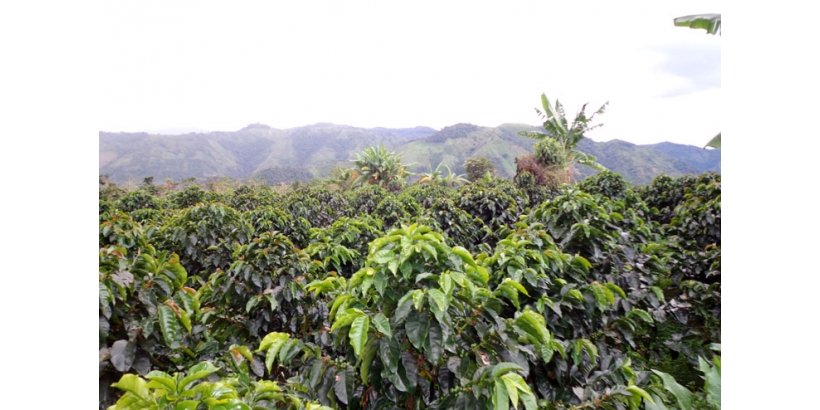 Экология кофейных плантаций