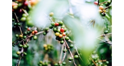 Влияние погоды на урожайность кофейных деревьев